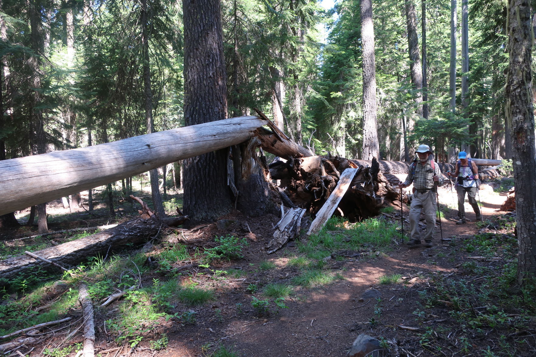 Brown Mountain Trail